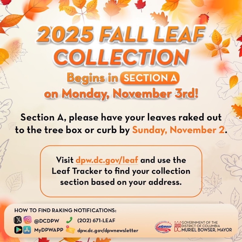 2025 Leaf Collection graphic. Begins in Section A on Monday, November 3. Section A, please have your leaves raked out to the tree box or curb by Sunday, November 2. Visit dpw.dc.gov/leaf and use the leaf tracker to find your collection section based on your address.